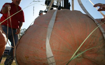 The Heidelberg Giant Pumpkin Festival 2015 Winners