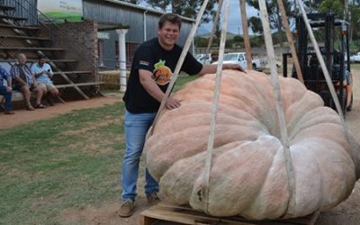 2020 Pumpkin Competition