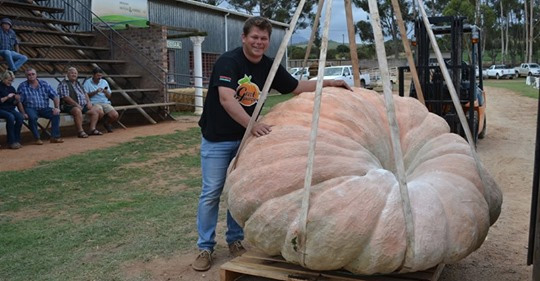 2020 Pumpkin Competition